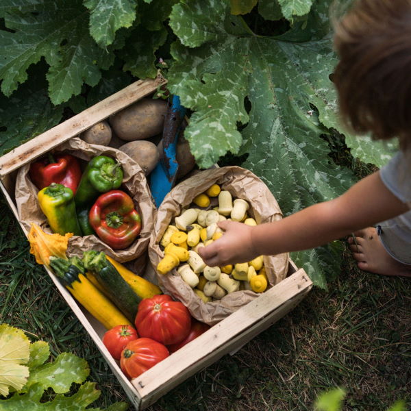 Grapat | Mandala | Yellow Tulips 36 Pieces at Milk Tooth