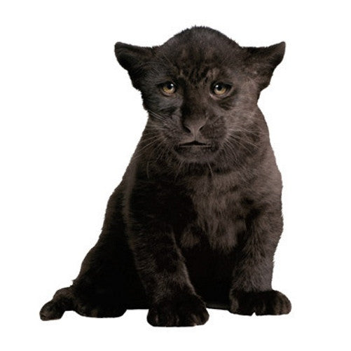 Black panther cub wall sticker - KEK Amsterdam Safari Friends animal wall decal